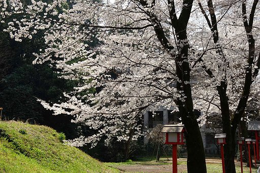 神社のさくら