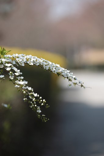 ゆきやなぎ