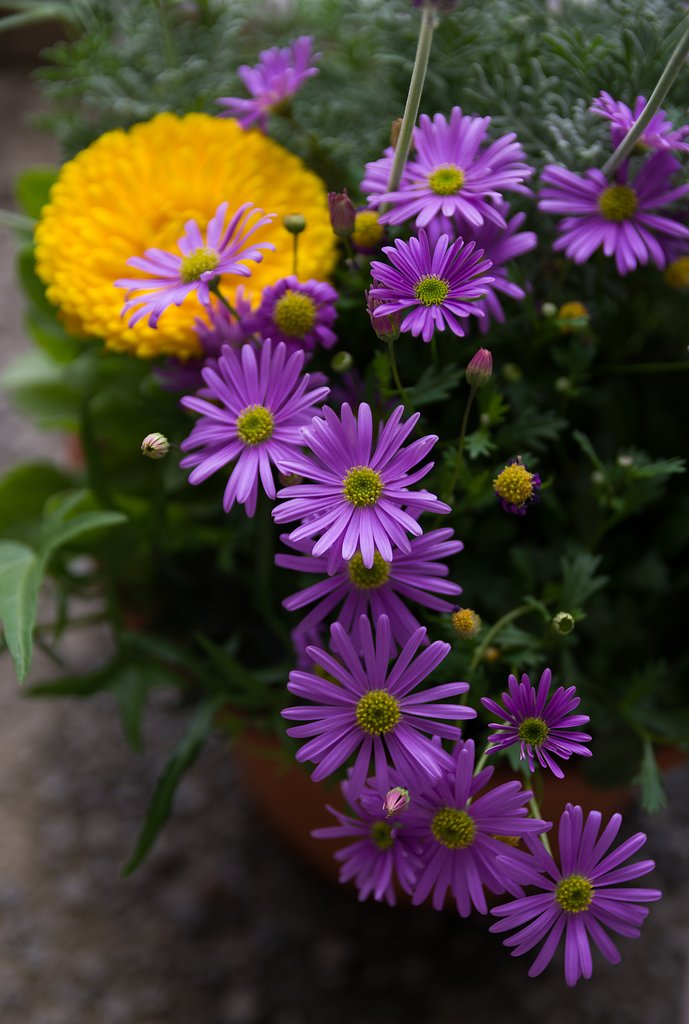 SIGMA 17-50mm F2.8 EX DC HSM 