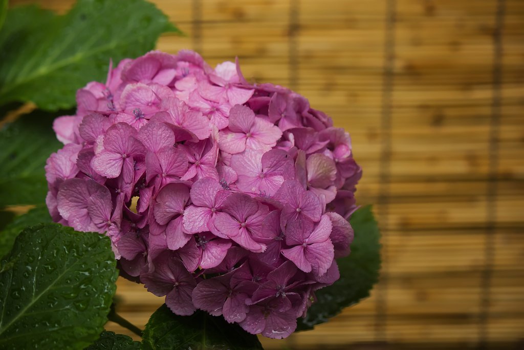 桃色アジサイ夏模様