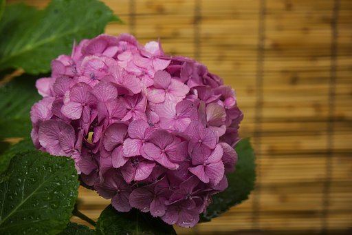 桃色アジサイ夏模様