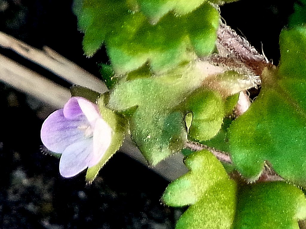 今年も見つけました。