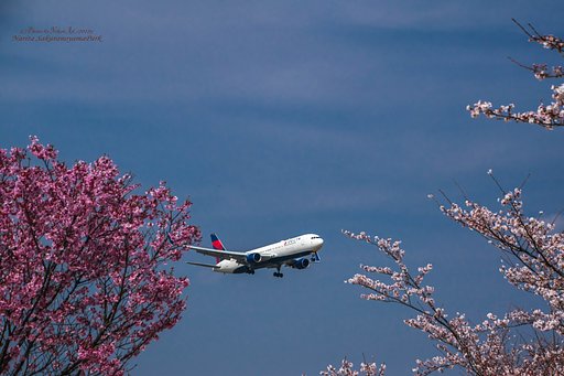 桜もスロットルも全開！
