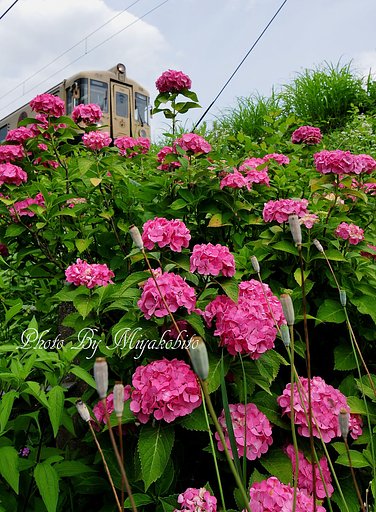 紫陽花と京丹