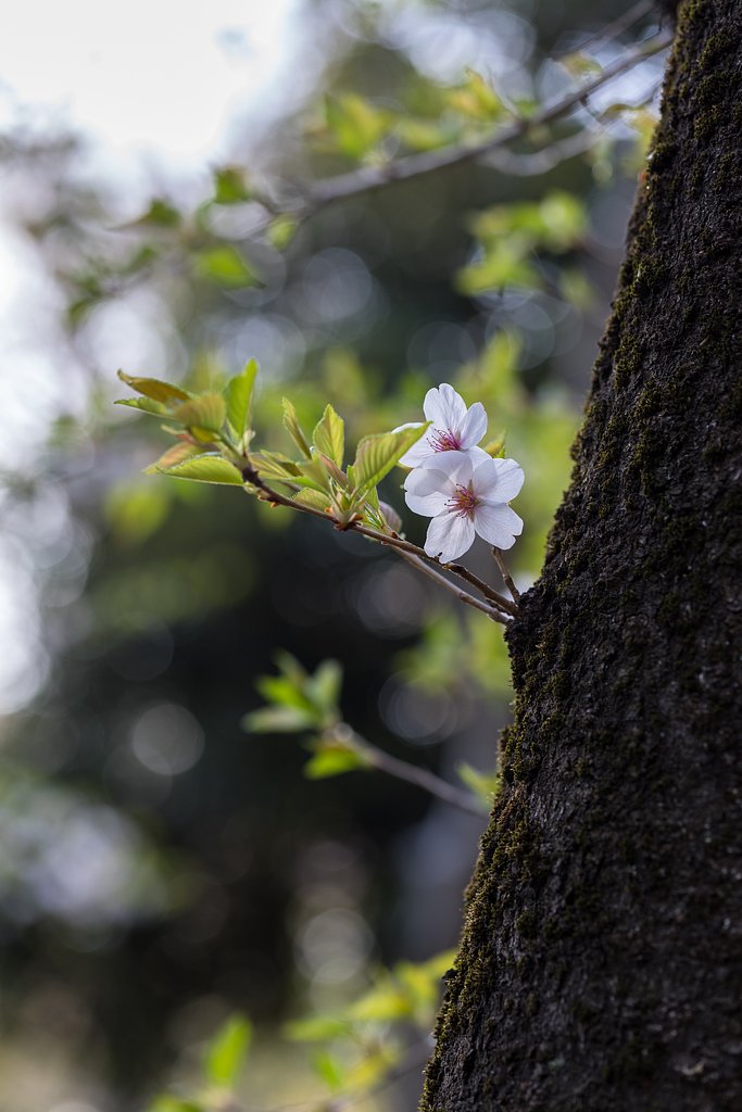 山桜３
