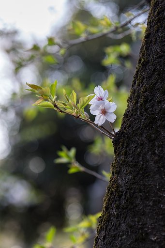 山桜３