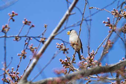 イカル