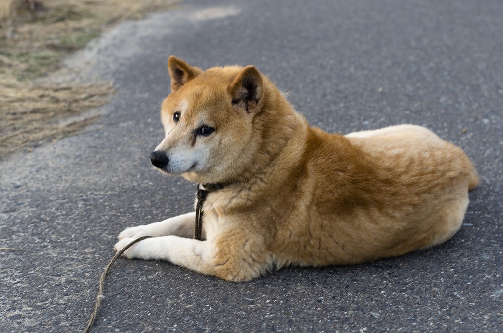 老犬