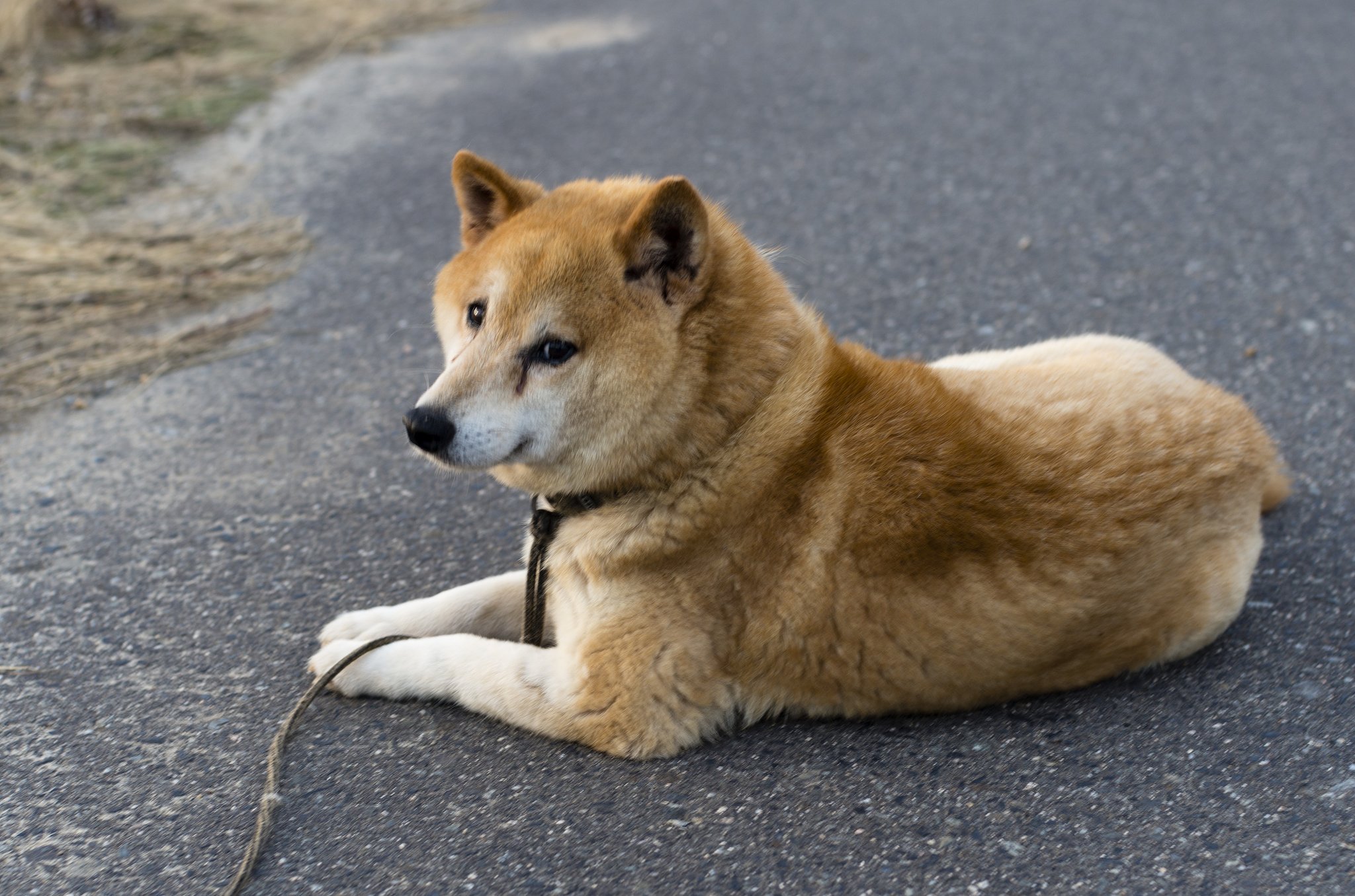老犬