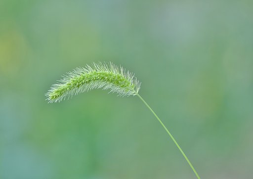 エコロノグサ