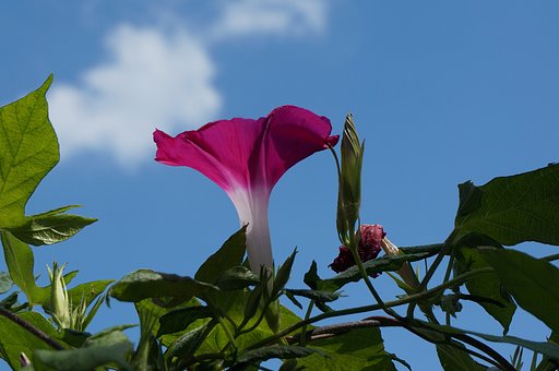 朝顔