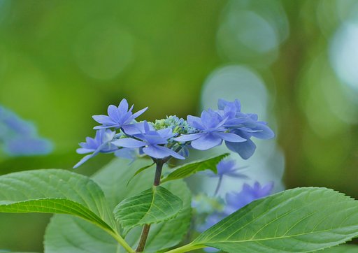 紫陽花