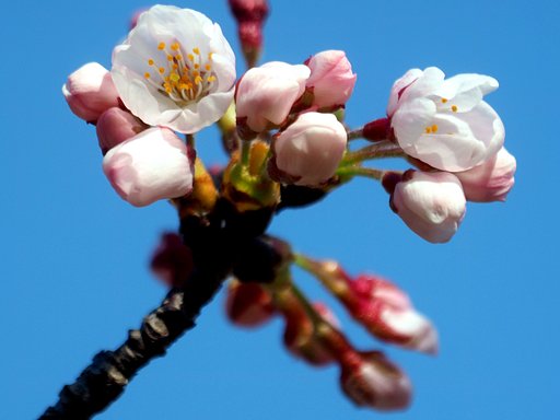 【桜花】　枝先のUP