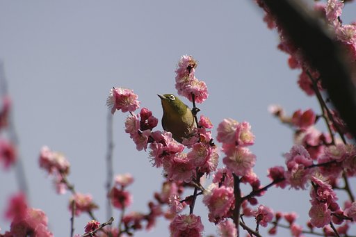 ちょっと時期外れ＜梅にめじろ
