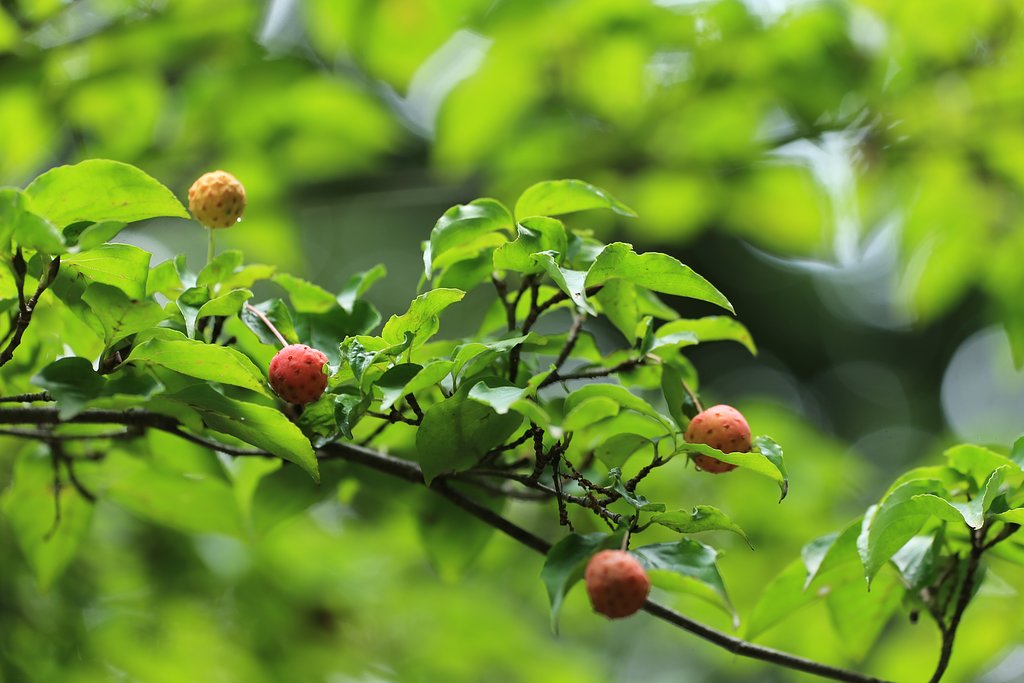 【夏】の贈り物