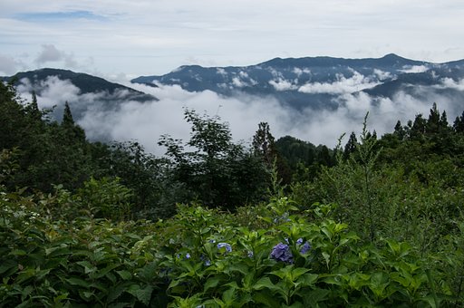 ど根性アジサイ
