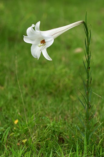 野原の一茎