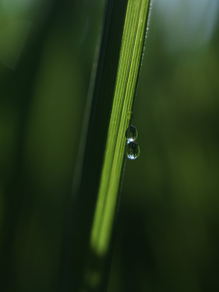 雫