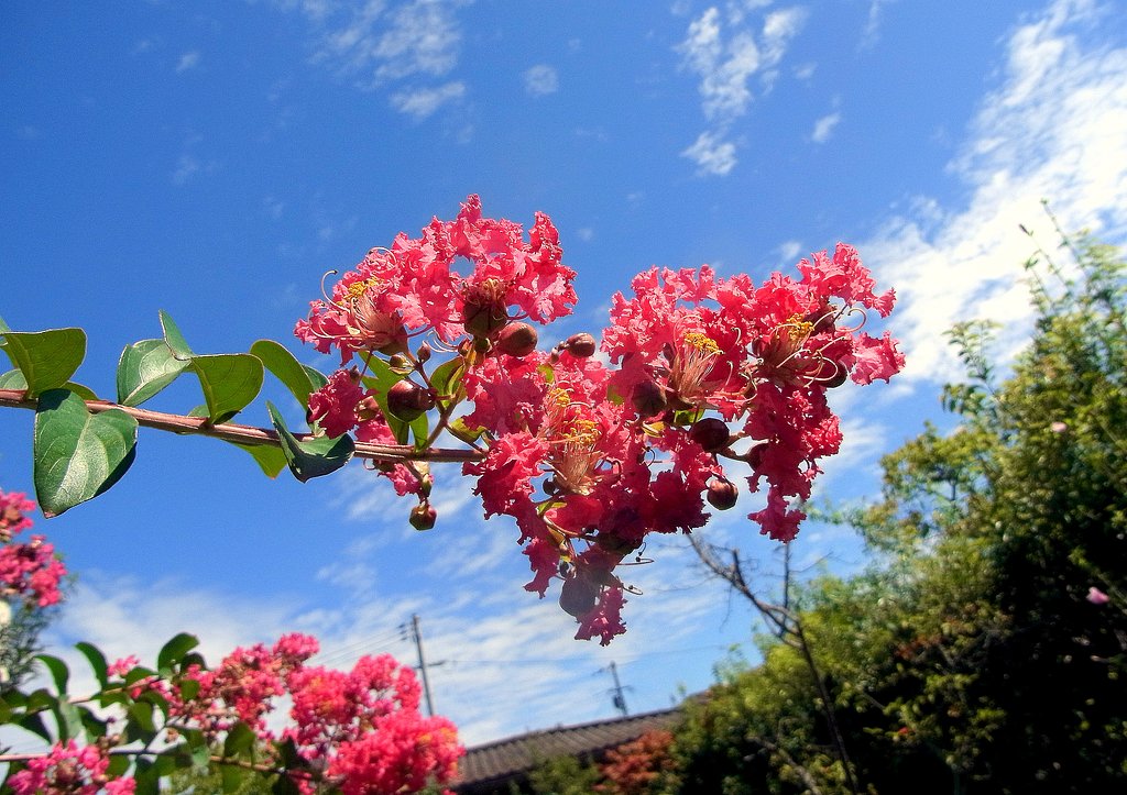 【夏】空と百日紅
