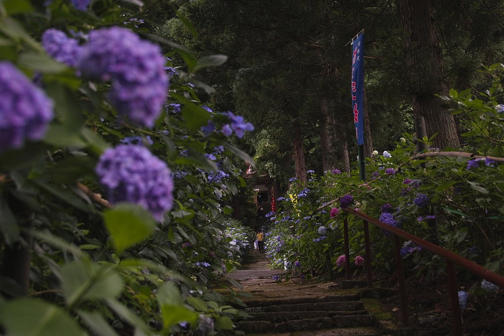 紫陽花寺の参道 3