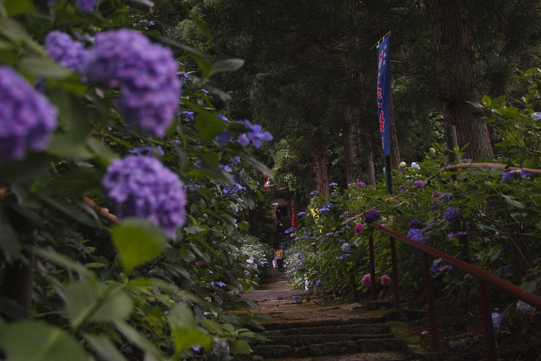 紫陽花寺の参道 3