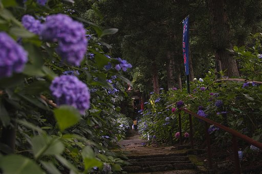 紫陽花寺の参道 3
