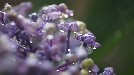 雨上がり