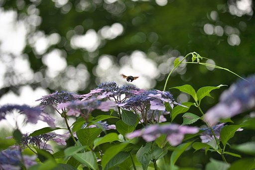 熊蜂飛行2