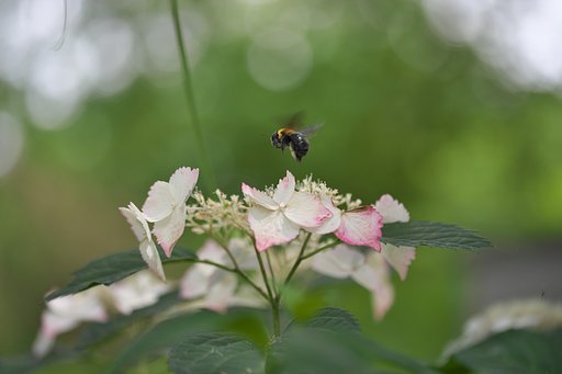 クマバチ飛来