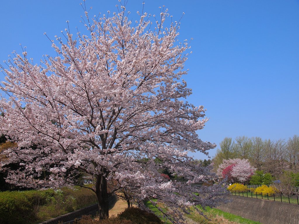 桜のある風景