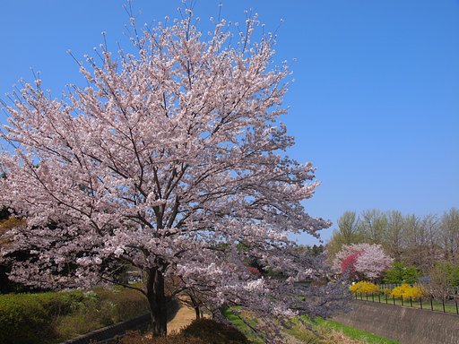 桜のある風景