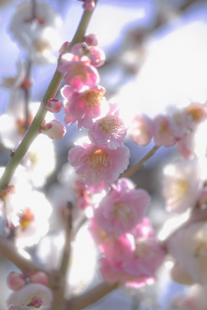 桃の華光