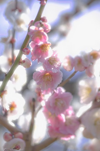 桃の華光