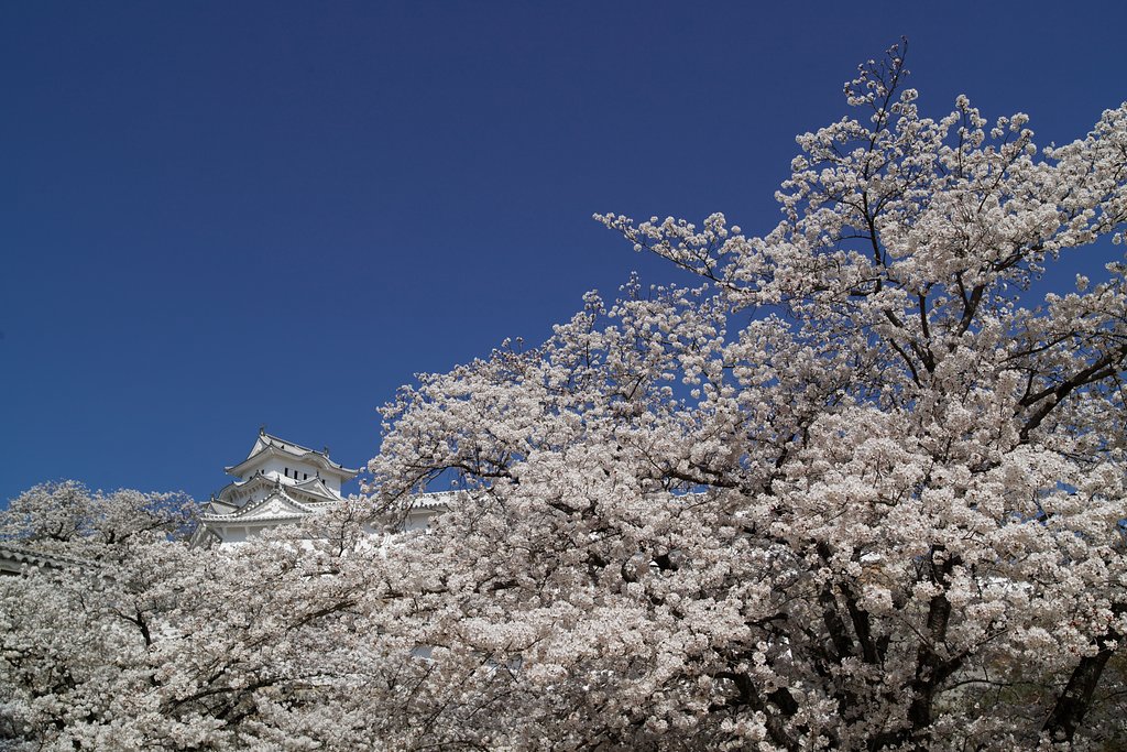 桜花絢爛