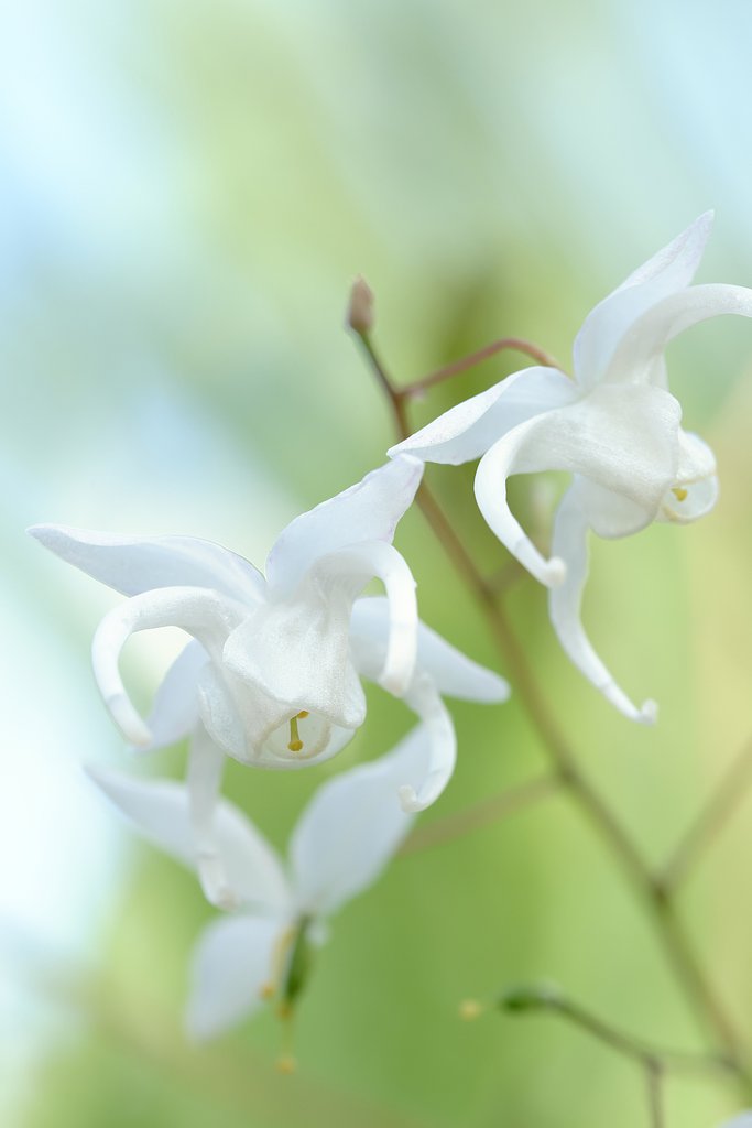 庭の花
