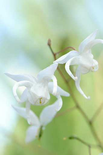 庭の花