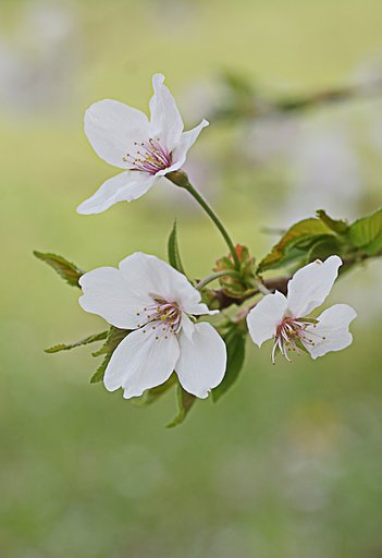 「花」も終わり