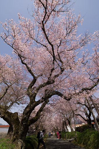 【桜花】広角
