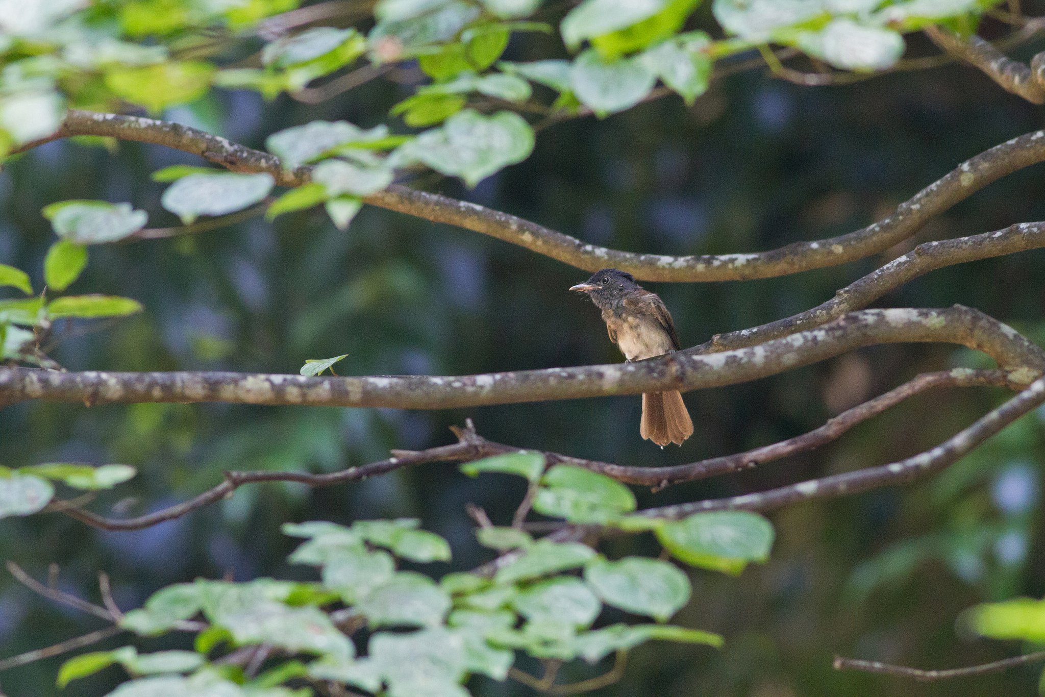 サンコウチョウ幼鳥