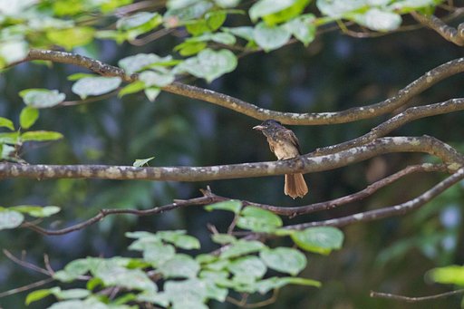 サンコウチョウ幼鳥