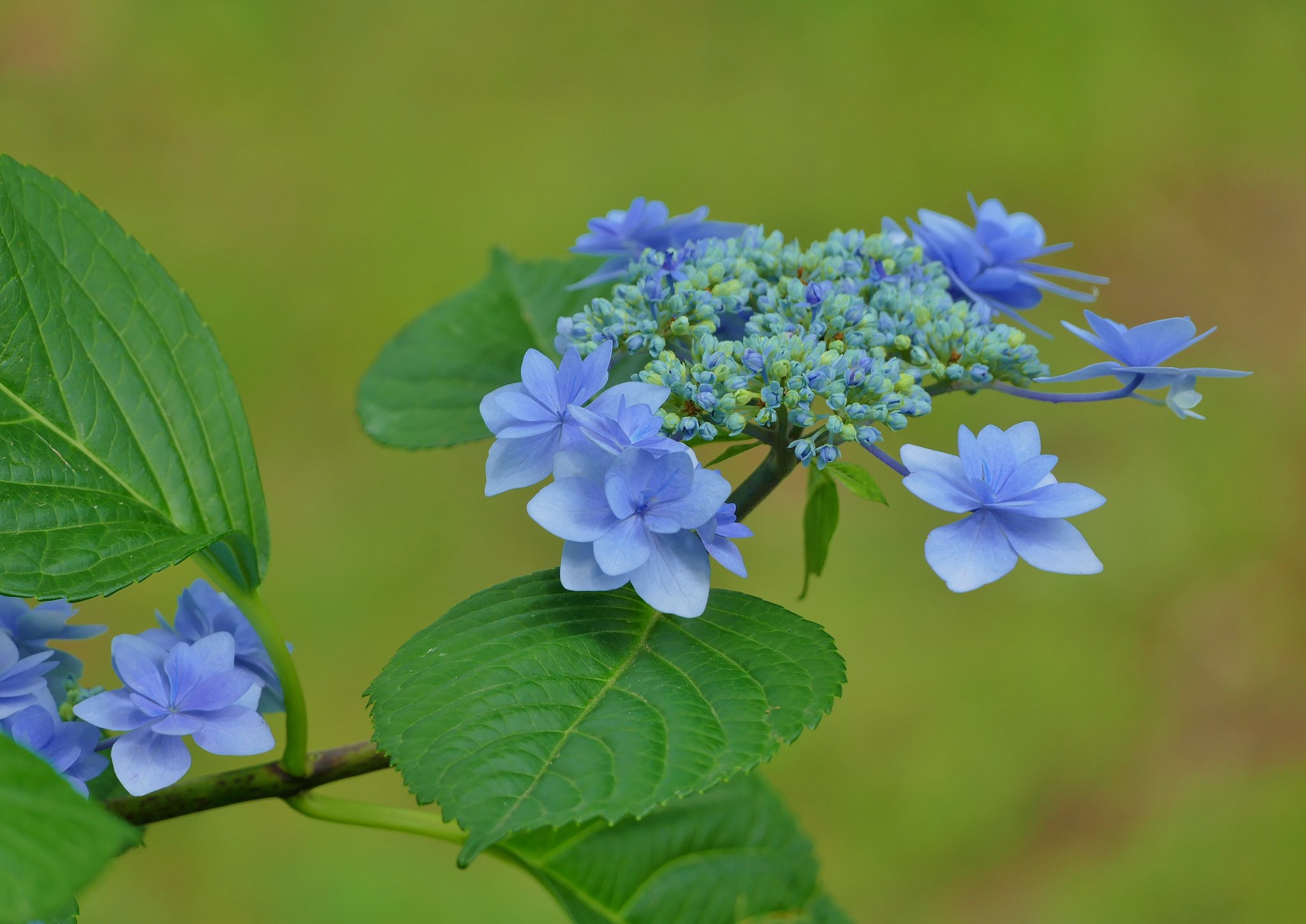 紫陽花