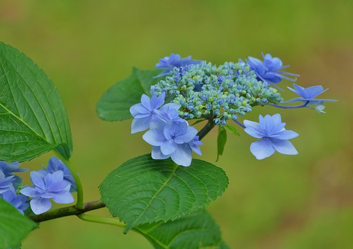 紫陽花