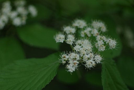 ワンコ散歩の一枚目