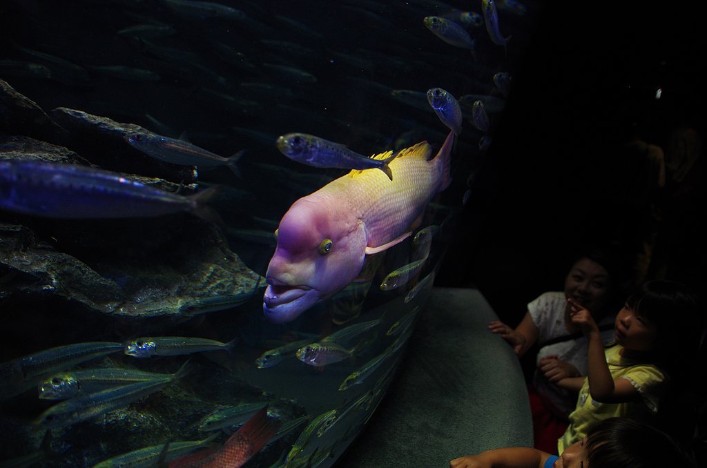 【歓】サンシャイン水族館