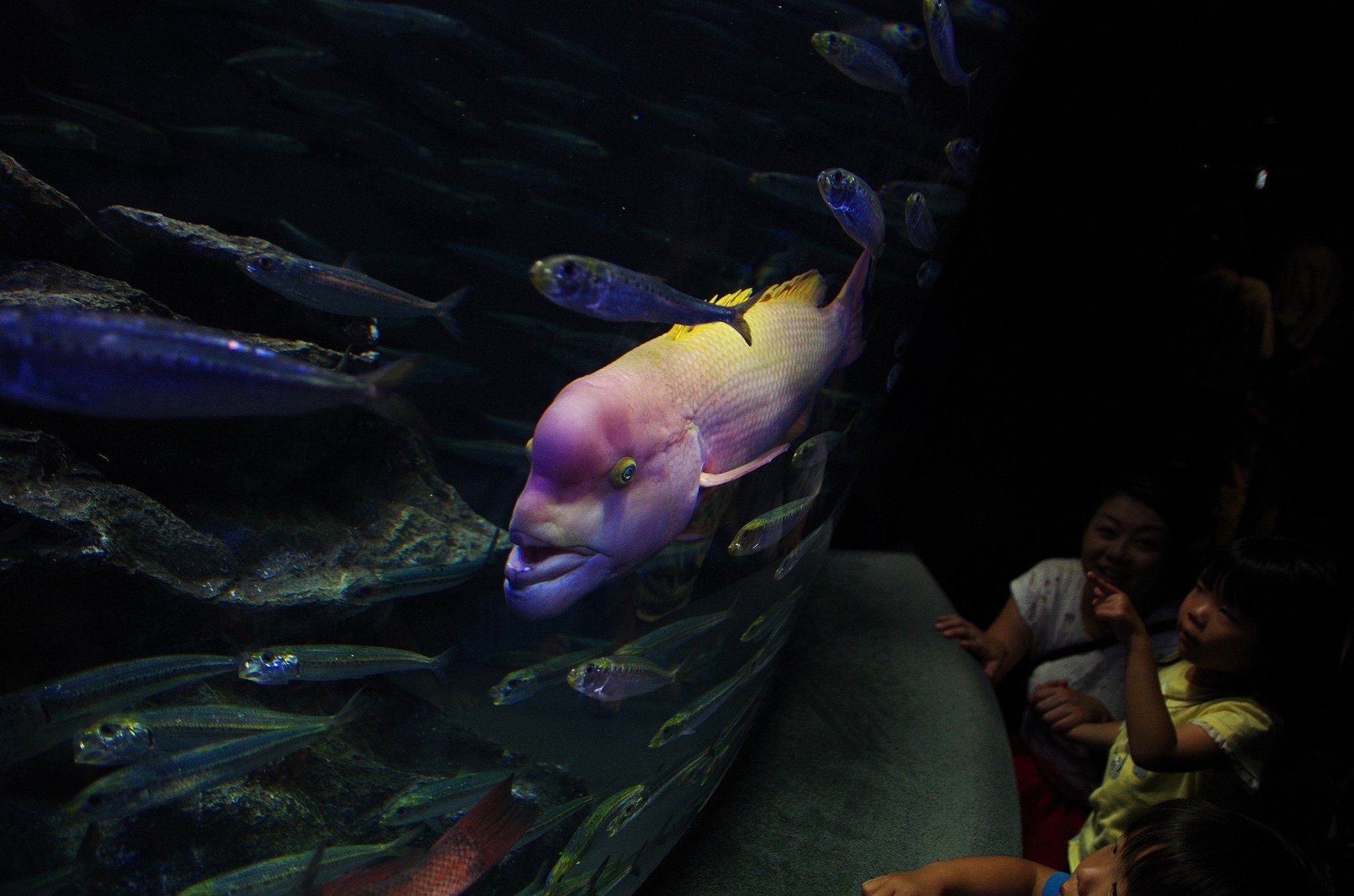 【歓】サンシャイン水族館