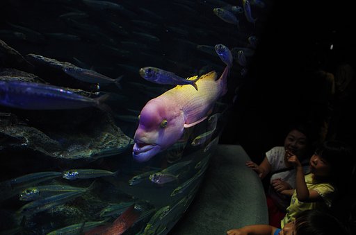 【歓】サンシャイン水族館