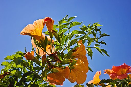 【横顔】 秋空に夏の名残