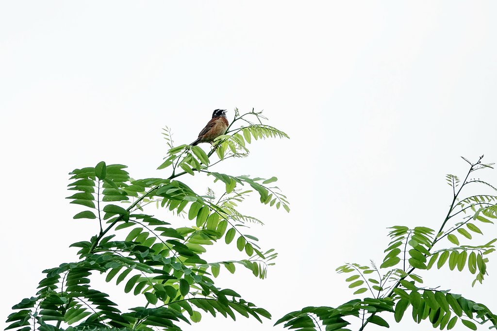 【歓】朝が来た（ホオジロ編）