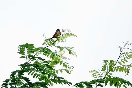 【歓】朝が来た（ホオジロ編）