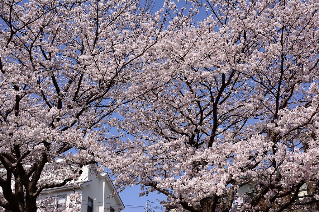 【桜花】満開